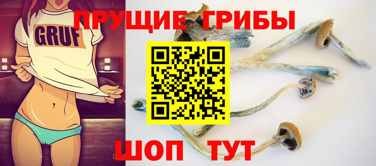 Псилоцибиновые грибы Psilocybe Балашиха